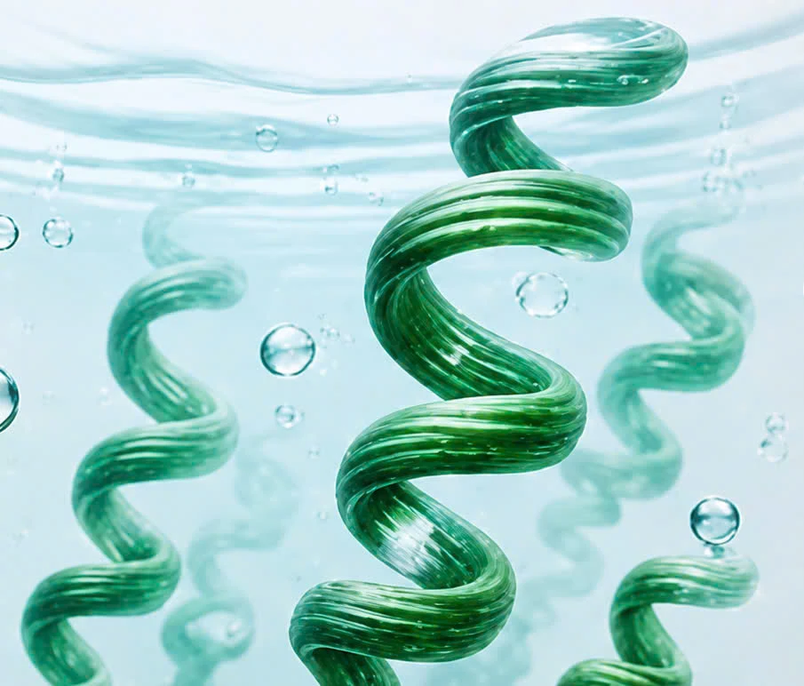 Tảo xoắn Spirulina